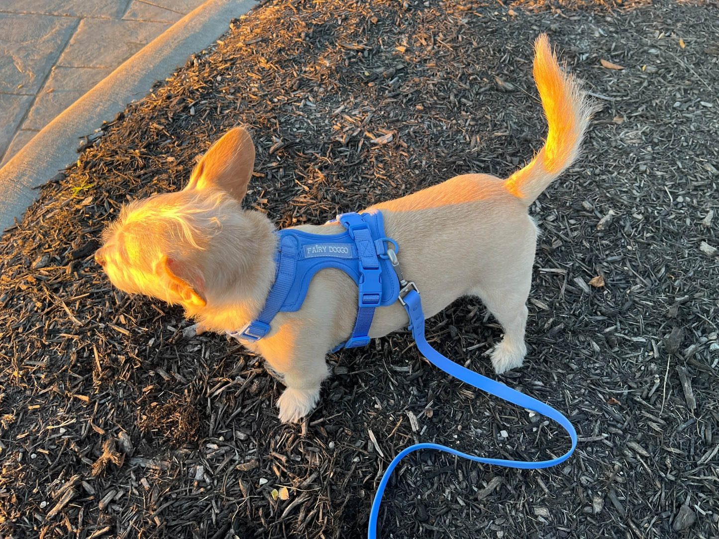 Dog Harness - Blue