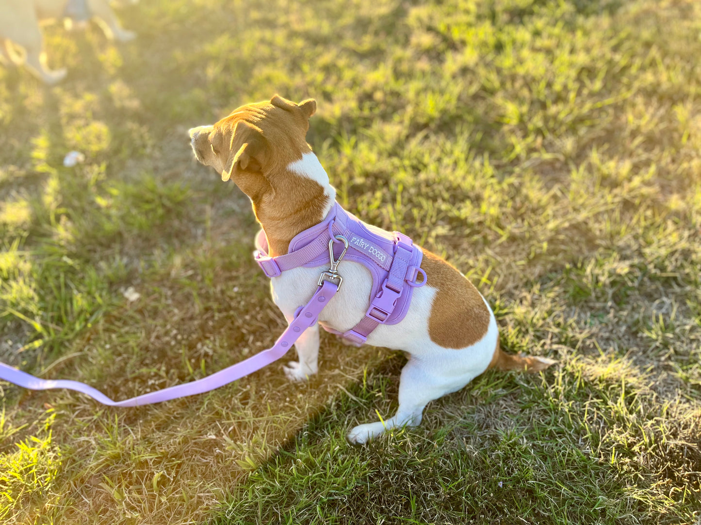 Dog Harness - Purple