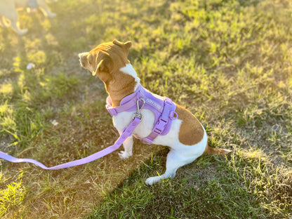 Dog Harness - Purple