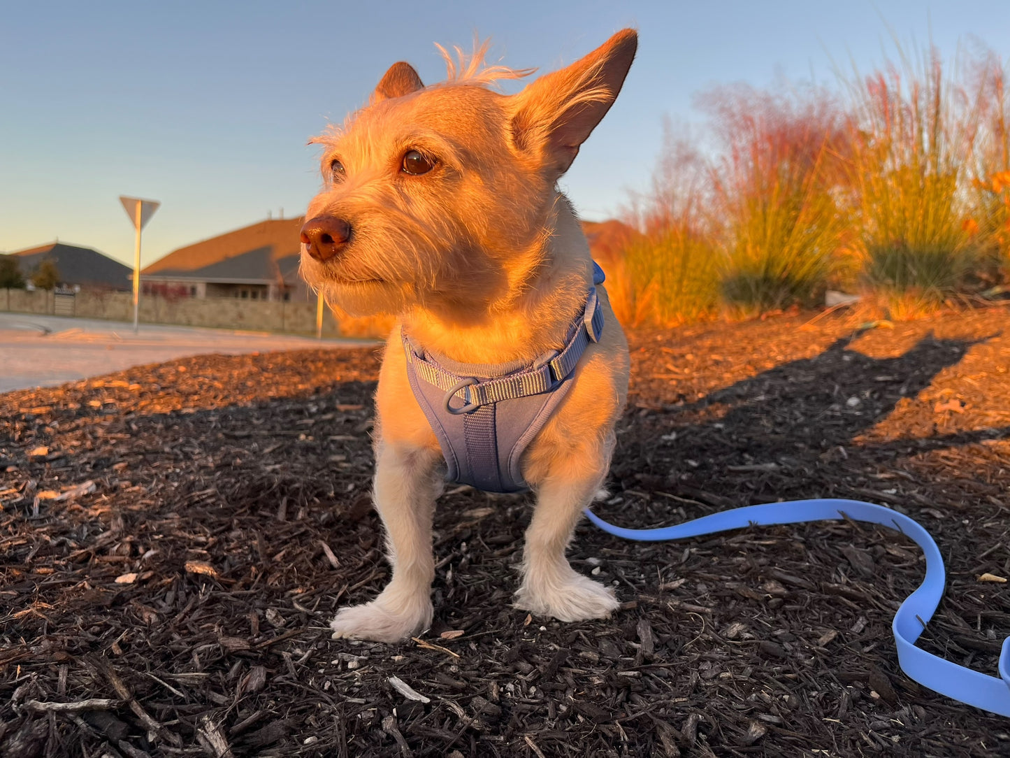 Dog Harness - Blue