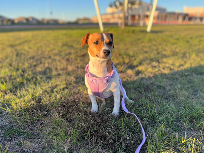 Dog Harness - Purple