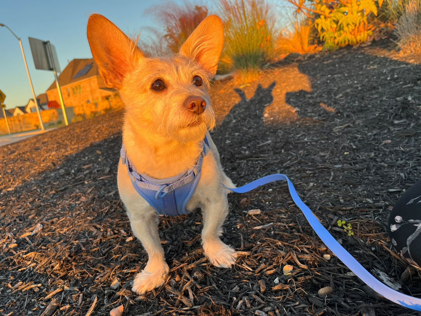 Dog Harness - Blue