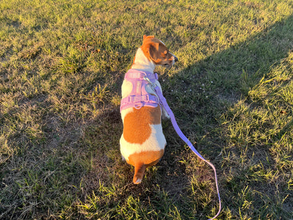 Dog Harness - Purple